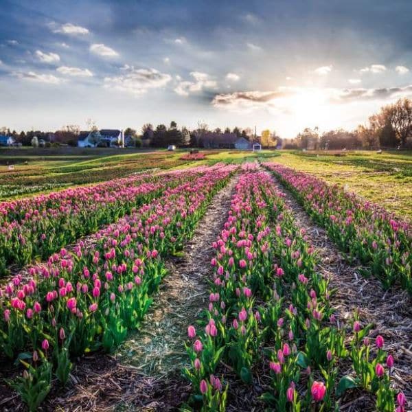 A field of blooming flowers in Spring Grove, IL